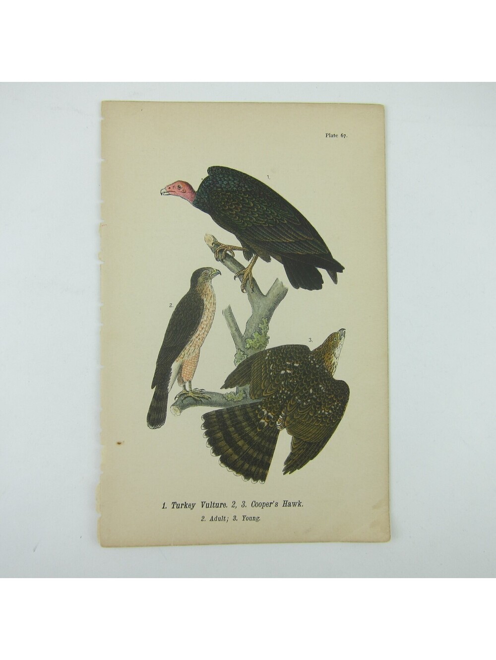 Bird Litho Print Turkey Vulture Cooper's Hawk John James Audubon Antique 1890